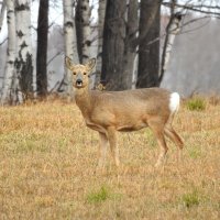 Косуля :: Геннадий Ячменев