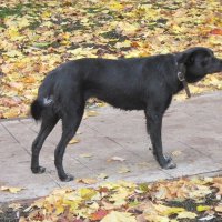Чёрный пёс и жёлтая листва :: Дмитрий Никитин