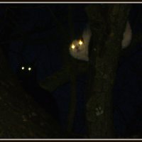 Кошки в ночи :: Марина Домосилецкая