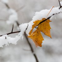 Снег на ветке :: Александр Синдерёв