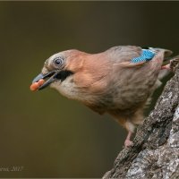 Портрет сойки с арахисом :: Анна Солисия Голубева