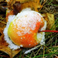 Про яблоки в снегу.. :: Андрей Заломленков