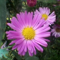 цветы :: Миша Любчик