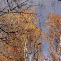 А небо осенью серое с просинью :: Татьяна Ломтева