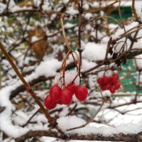 Калина в  снегу :: Оксана Романова