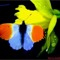 Бабочка  на цветке :: Андрей 