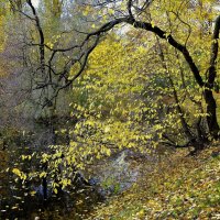 Ивовый листопад... :: Sergey Gordoff