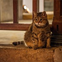 Всемирно известный кот Гли, живущий в храме Айя София :: Ирина Лепнёва