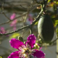 Цветок бутылочного дерева :: Ефим Журбин