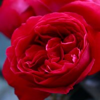 Пионовидная роза :: Алёна Дедовец