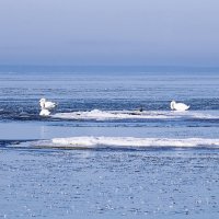 Лебеди во льдах :: Helga Preiman