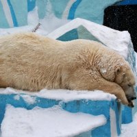 Белый медведь в Новосибирском зоопарке :: Владимир Шадрин