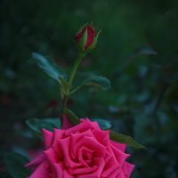 «О, Роза, сама королева цветов! Какой же бываешь разной,…» :: Андрей Нибылица