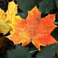 Maple leaves :: Олег Шендерюк