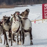 Гонки на оленьих упряжках :: Дмитрий Сиялов