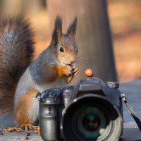 Белка- Фотограф :: Alex Bush