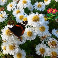 Бабочка на цветке :: Nina Yudicheva