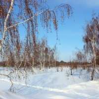 Зима в сибире :: раиса Орловская