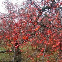 Эстафетацвета. Красный понедельник - удивительное дерево :: Наталья (ShadeNataly) Мельник