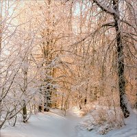 В зимнем лесу... :: Александр Никитинский