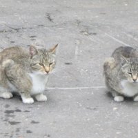Две обычных серых кошки :: Дмитрий Никитин