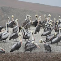 Peruvian Pelican :: чудинова ольга 