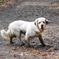 Не собака, а настоящая "хрюня", всю грязь в парке собрала :: Маргарита Батырева
