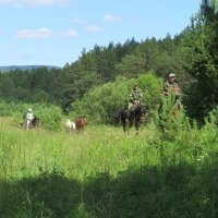 Встреча в лесу :: Вера Щукина