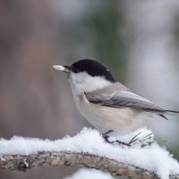 Завтрак в клюве :: Оксана Галлямова