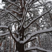 Снежное дерево :: Артём Глушко
