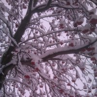 Рябина под снегом :: Tarka 