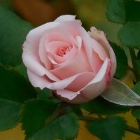 Розы, розы... :: Вячеслав Медведев