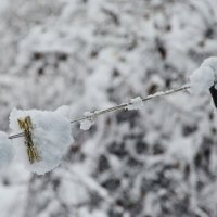 Забытые или первый снег... :: Михаил Болдырев 