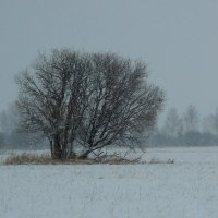Снежный день. :: nadyasilyuk Вознюк