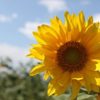 Солнечный цветок :: Марина Елизарьева