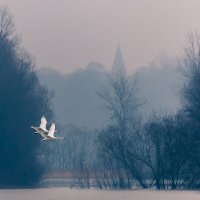 Два белых лебедя кружатся над землёй. :: Игорь Геттингер (Igor Hettinger)