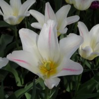 Белые тюльпаны :: Наталия 