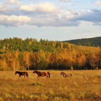 Осенняя прогулка :: Сергей Чиняев 