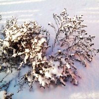 Снег :: Татьяна Королёва