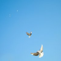 Николаевские голуби.Ашхабад(Абадан) :: Volodya 