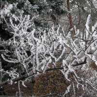 морозная ажурность замерзших ветвей :: Alexander Varykhanov