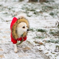 Собака на прогулке зимой :: Valentina Zaytseva