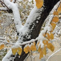 2 декабря - первый снег в Ташкенте :: Светлана 