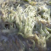 Трава в ледяном панцире :: demyanikita 