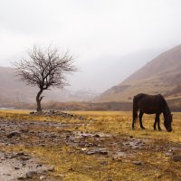 Одинокая лошадь :: Анзор Агамирзоев