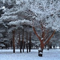 Серебряное кружево зимнего соснового леса :: Николай Белавин