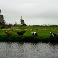Голландский пейзаж :: IURII 