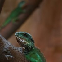 Рептилии Новосибирского зоопарка :: Владимир Шадрин