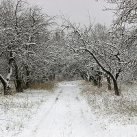 яблоневый сад :: оксана 