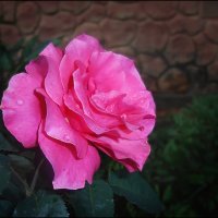 Розовая прелесть :: Василиса Никитина